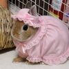 bunniesrock4eva
